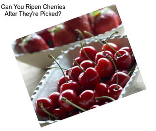 Can You Ripen Cherries After They\'re Picked?
