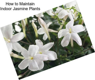 How to Maintain Indoor Jasmine Plants