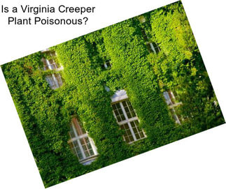 Is a Virginia Creeper Plant Poisonous?