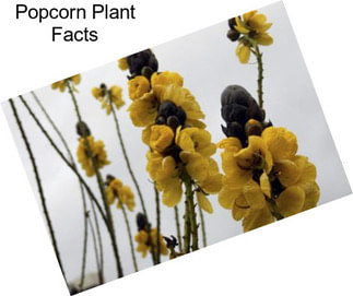 Popcorn Plant Facts