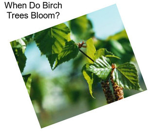 When Do Birch Trees Bloom?