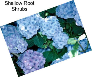 Shallow Root Shrubs