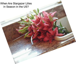 When Are Stargazer Lilies in Season in the US?