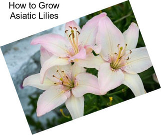 How to Grow Asiatic Lilies