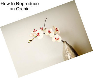 How to Reproduce an Orchid