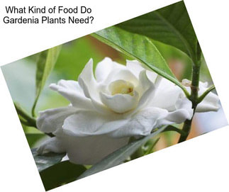 What Kind of Food Do Gardenia Plants Need?