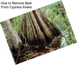 How to Remove Bark From Cypress Knees