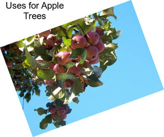 Uses for Apple Trees