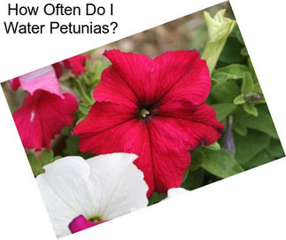 How Often Do I Water Petunias?