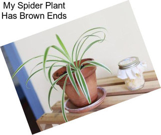 My Spider Plant Has Brown Ends