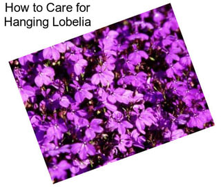 How to Care for Hanging Lobelia