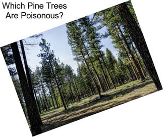 Which Pine Trees Are Poisonous?