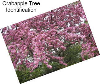 Crabapple Tree Identification