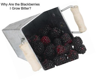 Why Are the Blackberries I Grow Bitter?