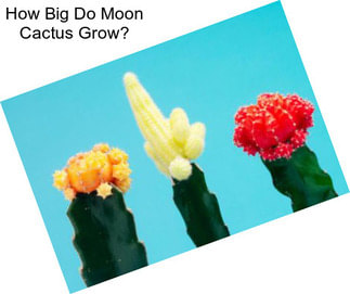 How Big Do Moon Cactus Grow?