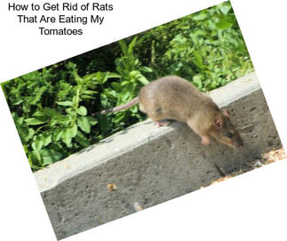 How to Get Rid of Rats That Are Eating My Tomatoes