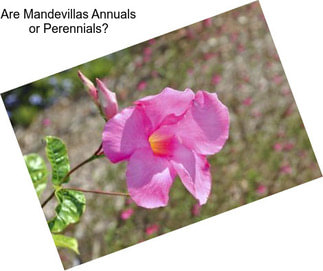 Are Mandevillas Annuals or Perennials?