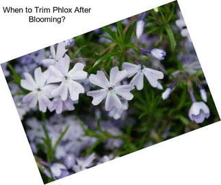 When to Trim Phlox After Blooming?