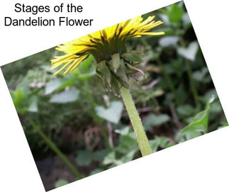 Stages of the Dandelion Flower