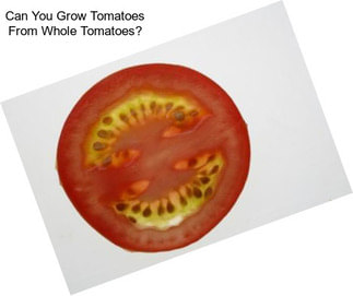 Can You Grow Tomatoes From Whole Tomatoes?
