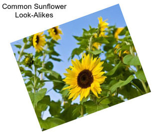 Common Sunflower Look-Alikes