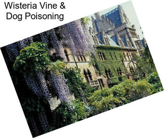 Wisteria Vine & Dog Poisoning