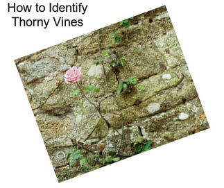 How to Identify Thorny Vines