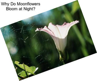 Why Do Moonflowers Bloom at Night?