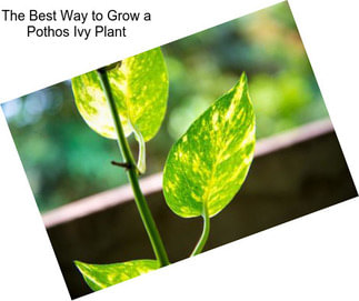 The Best Way to Grow a Pothos Ivy Plant