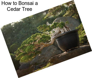 How to Bonsai a Cedar Tree