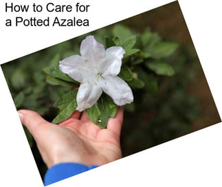 How to Care for a Potted Azalea