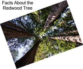 Facts About the Redwood Tree