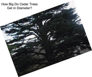 How Big Do Cedar Trees Get in Diameter?