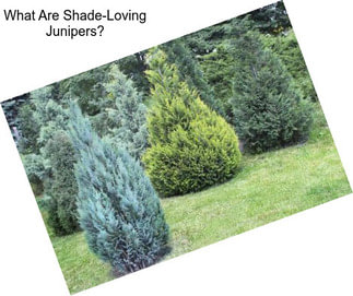 What Are Shade-Loving Junipers?