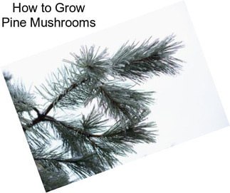 How to Grow Pine Mushrooms