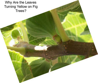 Why Are the Leaves Turning Yellow on Fig Trees?