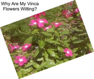 Why Are My Vinca Flowers Wilting?