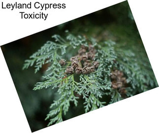 Leyland Cypress Toxicity