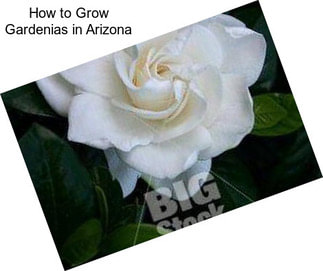 How to Grow Gardenias in Arizona