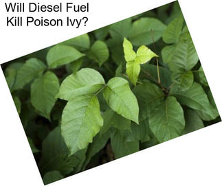 Will Diesel Fuel Kill Poison Ivy?