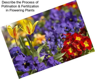Describe the Process of Pollination & Fertilization in Flowering Plants