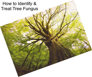 How to Identify & Treat Tree Fungus