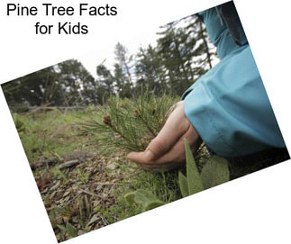 Pine Tree Facts for Kids