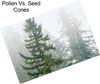Pollen Vs. Seed Cones