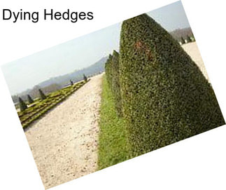 Dying Hedges