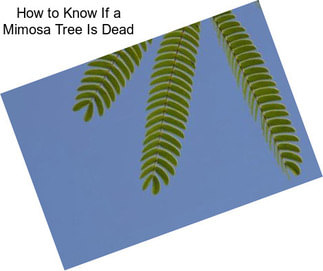 How to Know If a Mimosa Tree Is Dead