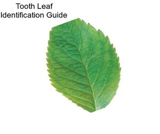Tooth Leaf Identification Guide