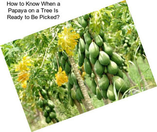 How to Know When a Papaya on a Tree Is Ready to Be Picked?