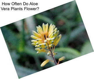 How Often Do Aloe Vera Plants Flower?