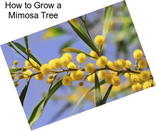 How to Grow a Mimosa Tree